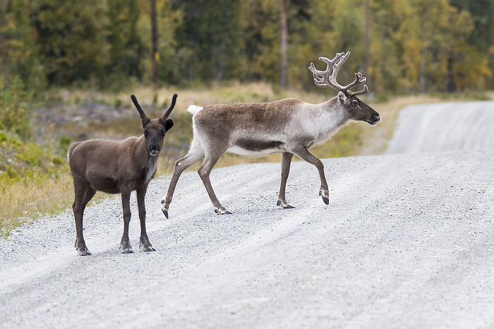 Reindeer crossing a road in Sweden Reindeer crossing a road in Sweden, by Zoonar KARIN JAEHNE