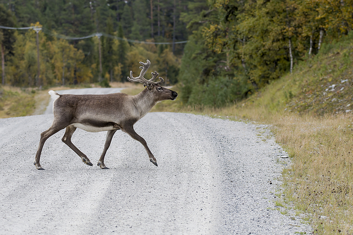 Reindeer crossing a road in Sweden Reindeer crossing a road in Sweden, by Zoonar KARIN JAEHNE