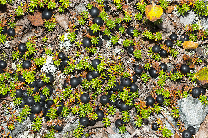Black crowberry in sweden Black crowberry in sweden, by Zoonar Karin Jaehne
