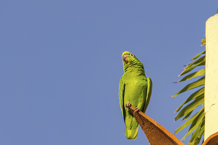 Yellow crowned parrot sitting on a red roof tile against deep blue sky Yellow crowned parrot sitting on a red roof tile against deep blue sky, by Zoonar Uwe Bergwitz