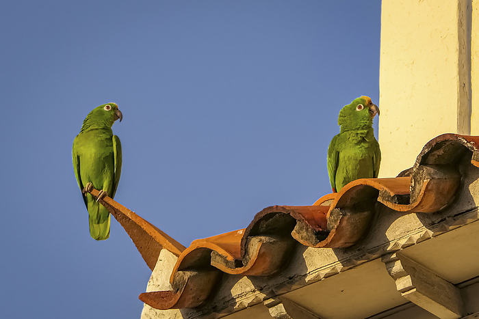 Two Yellow crowned parrots sitting on red roof tiles against deep blue sky Two Yellow crowned parrots sitting on red roof tiles against deep blue sky, by Zoonar Uwe Bergwitz