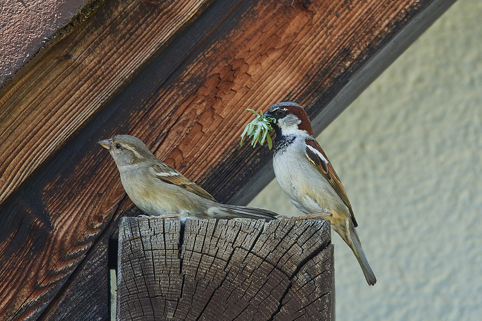 House sparrows building nests House sparrows building nests, by Zoonar KARIN JAEHNE