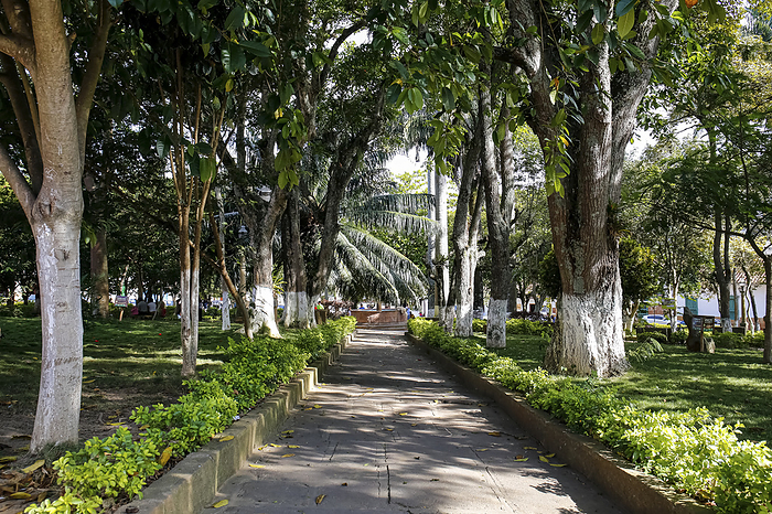 View to green tree alley with sun and shadow, Barichara Main Park, Colombia View to green tree alley with sun and shadow, Barichara Main Park, Colombia, by Zoonar Uwe Bergwitz