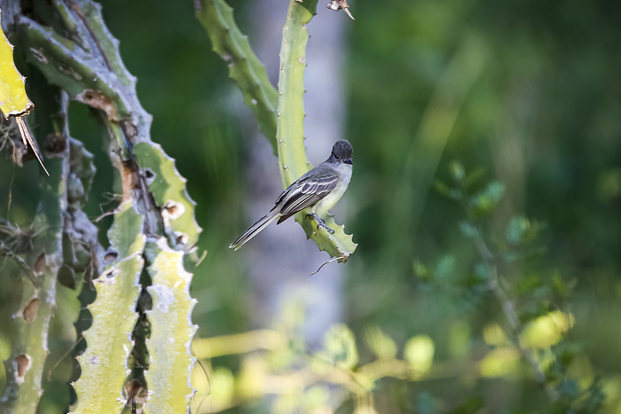 Yellow bellied Elaenia, elaenia flavogaster, perched on a cactus branch against blurred green backgr Yellow bellied Elaenia, elaenia flavogaster, perched on a cactus branch against blurred green backgr, by Zoonar Uwe Bergwitz