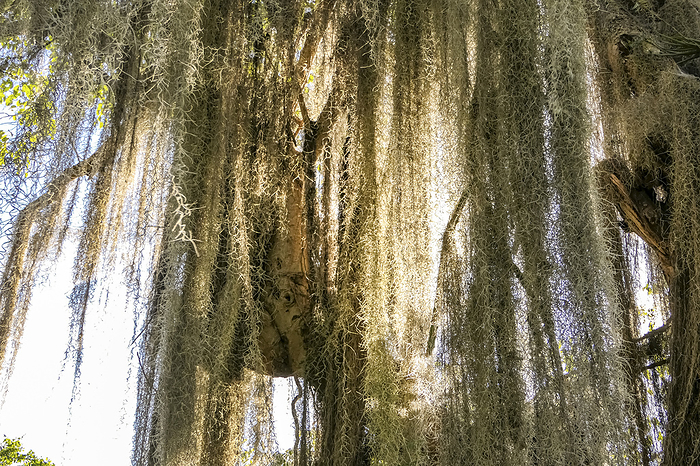 Curtain of Spanish moss hanging from a tree against bright light, Colombia Curtain of Spanish moss hanging from a tree against bright light, Colombia, by Zoonar Uwe Bergwitz
