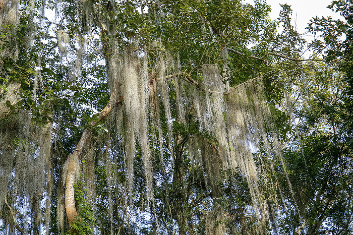 Impressive tree crowns with Spanish moss, Barichara, Colombia Impressive tree crowns with Spanish moss, Barichara, Colombia, by Zoonar Uwe Bergwitz