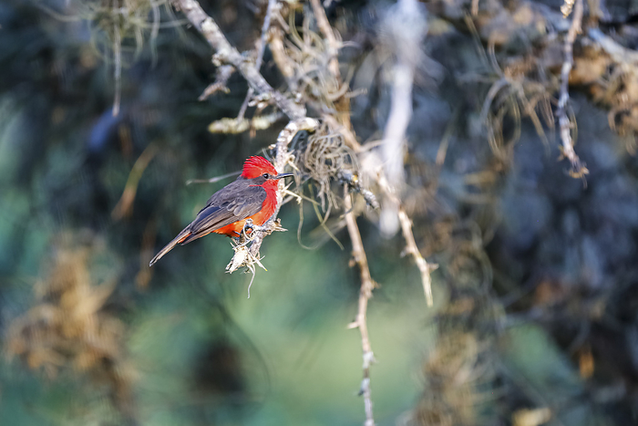 Vermillion flycatcher perching on a branch , sideview, against blurred background, Colombia Vermillion flycatcher perching on a branch , sideview, against blurred background, Colombia, by Zoonar Uwe Bergwitz