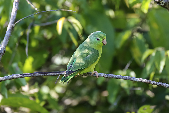 Close up of a Spectacled parrotlet, Forpus conspicillatus, perched on a bare branch against green bl Close up of a Spectacled parrotlet, Forpus conspicillatus, perched on a bare branch against green bl, by Zoonar Uwe Bergwitz