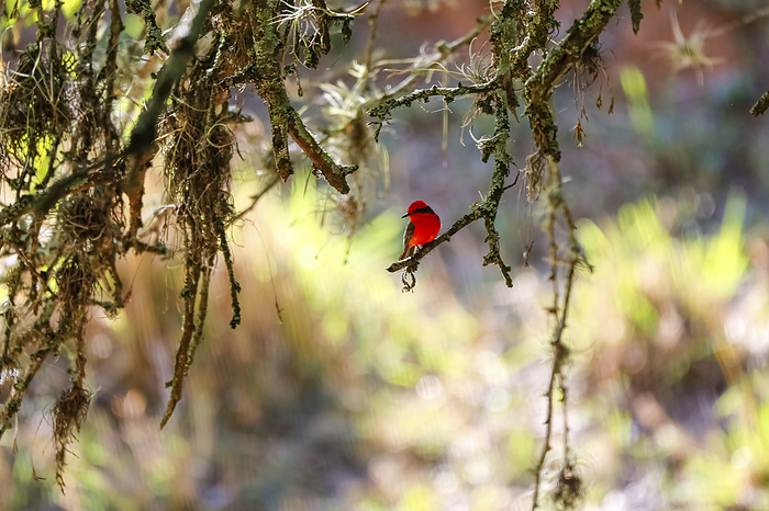 Vermillion flycatcher perching on a branch against blurred natural background, Barichara, Colombia Vermillion flycatcher perching on a branch against blurred natural background, Barichara, Colombia, by Zoonar Uwe Bergwitz