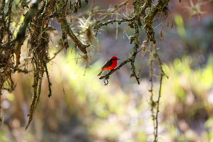 Vermillion flycatcher perching on a branch against blurred natural background, Barichara, Colombia Vermillion flycatcher perching on a branch against blurred natural background, Barichara, Colombia, by Zoonar Uwe Bergwitz
