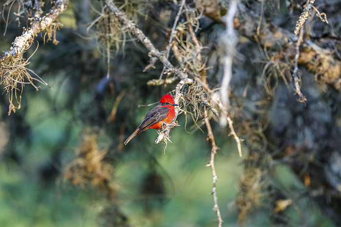 Vermillion flycatcher perching on a branch , sideview, against blurred background, Colombia Vermillion flycatcher perching on a branch , sideview, against blurred background, Colombia, by Zoonar Uwe Bergwitz