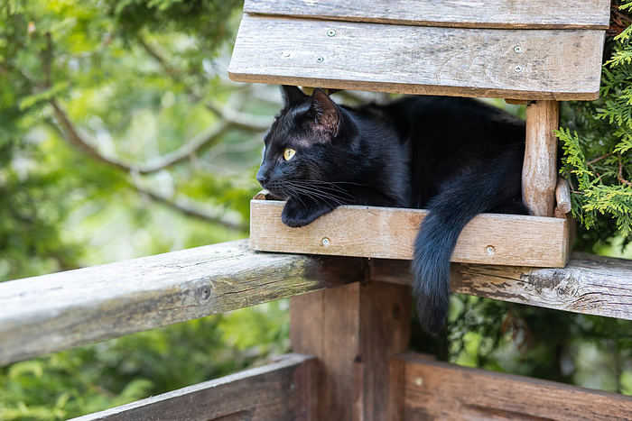 black cat sitting in the birdhouse bird hunting black cat sitting in the birdhouse bird hunting, by Zoonar dk fotowelt