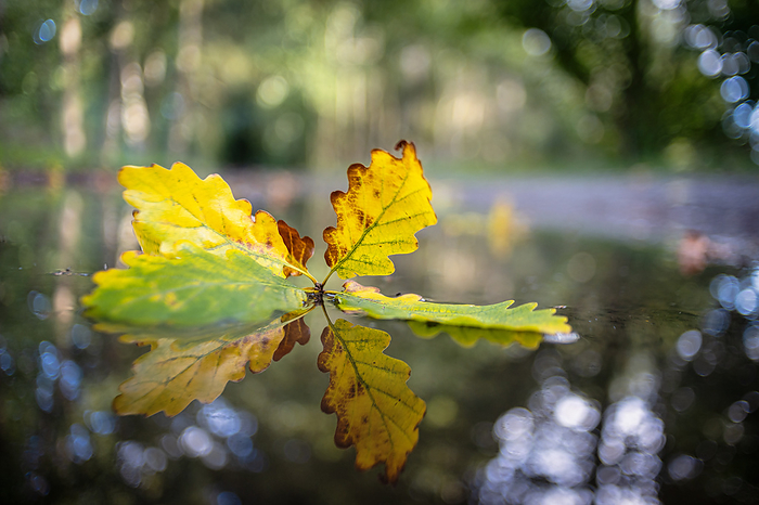 autumn colored oak leaf with reflection in puddle autumn colored oak leaf with reflection in puddle, by Zoonar dk fotowelt