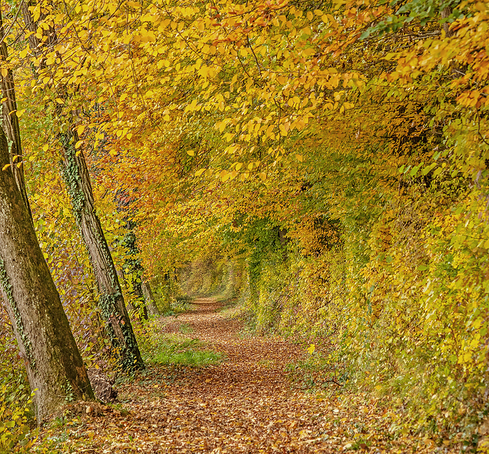 Forest path in late fall Forest path in late fall, by Zoonar Falke