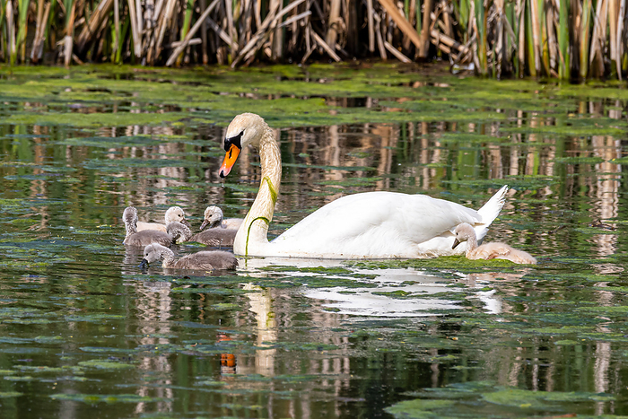 Offspring Swan Swan family Offspring Swan Swan family, by Zoonar Daniel K hne