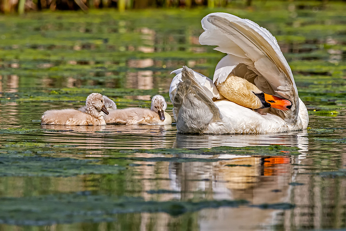 Offspring Swan Swan family Offspring Swan Swan family, by Zoonar Daniel K hne