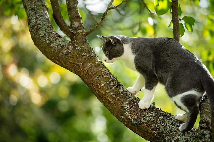 Domestic cat on a tree Domestic cat on a tree, by Zoonar Judith Kiener