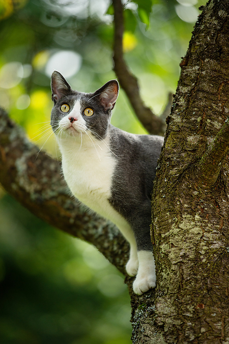 Domestic cat on a tree Domestic cat on a tree, by Zoonar Judith Kiener