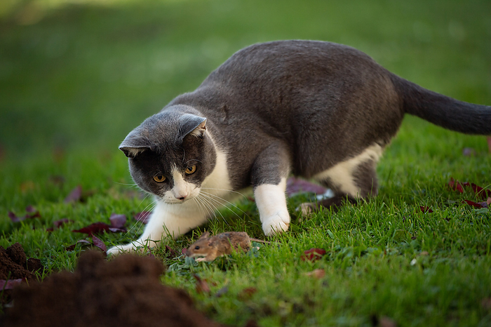 Domestic cat in a garden Domestic cat in a garden, by Zoonar Judith Kiener