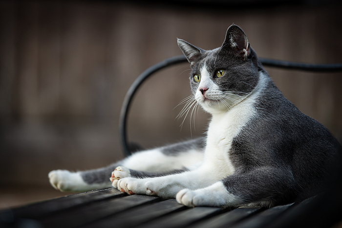 Cat lying on a garden bench Cat lying on a garden bench, by Zoonar Judith Kiener