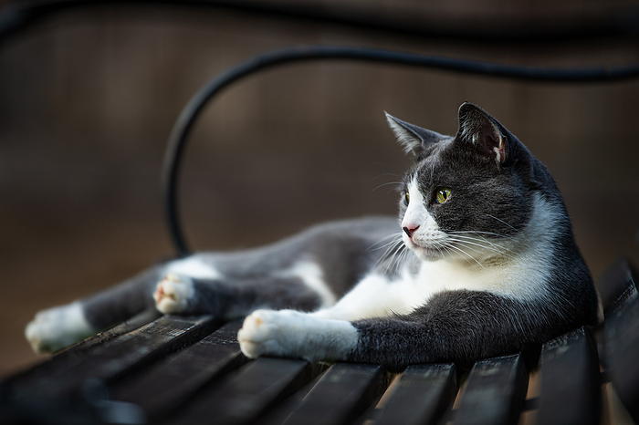 Cat lying on a garden bench Cat lying on a garden bench, by Zoonar Judith Kiener