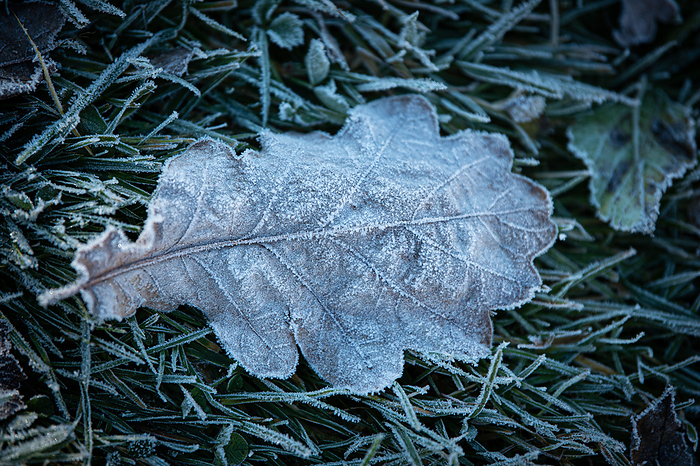 Frozen oak leaf Frozen oak leaf, by Zoonar Judith Kiener