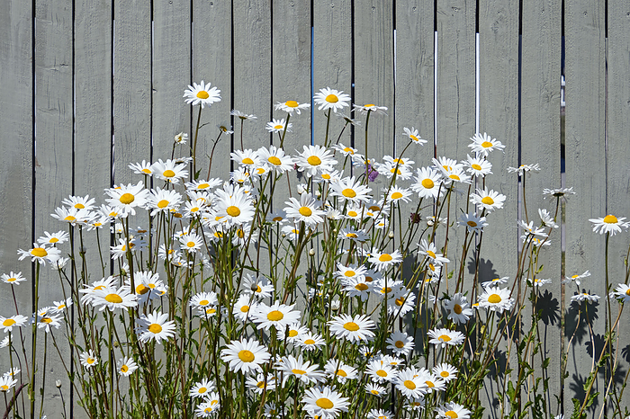 Daisies with white flowers in front of wooden fence painted gray Daisies with white flowers in front of wooden fence painted gray, by Zoonar Katrin May