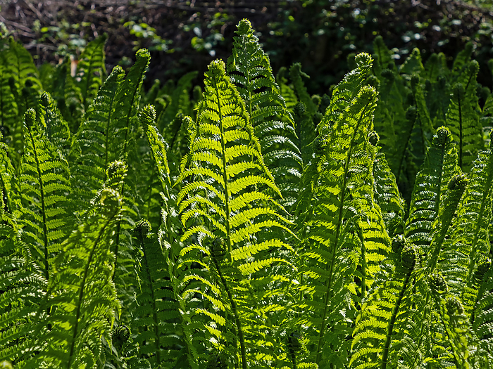 View of several light green fern plants in spring on forest floor View of several light green fern plants in spring on forest floor, by Zoonar Katrin May