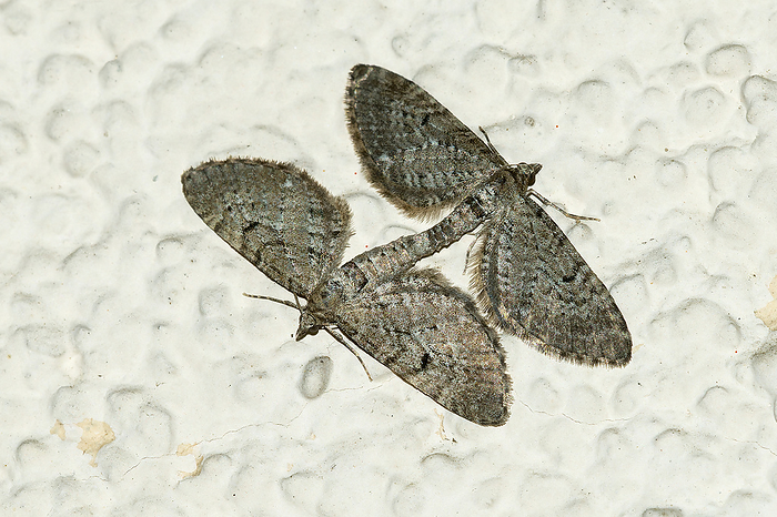Copulation of the freyer s pug  Eupithecia intricata  Copulation of the freyer s pug  Eupithecia intricata , by Zoonar Karin Jaehne