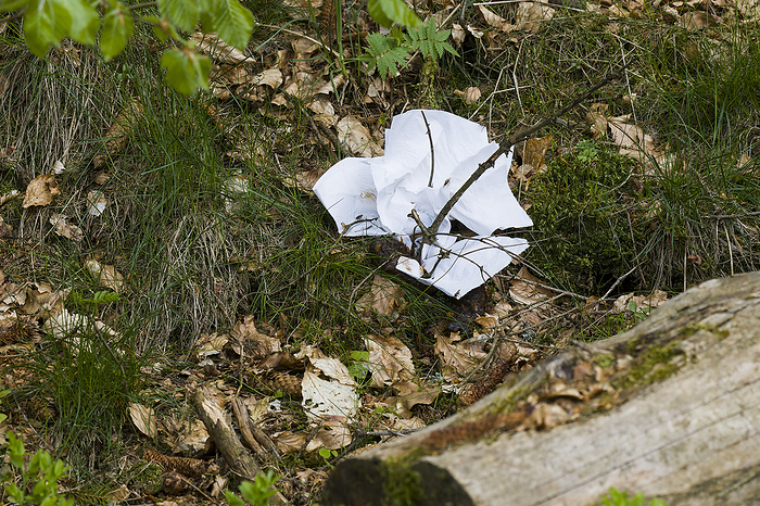 Discarded tissues used as toilet paper in the forest Discarded tissues used as toilet paper in the forest, by Zoonar KARIN JAEHNE