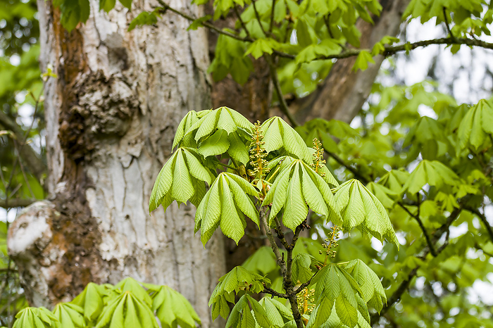 Horse chestnut  Aesculus hippocastanum  in spring Horse chestnut  Aesculus hippocastanum  in spring, by Zoonar KARIN JAEHNE