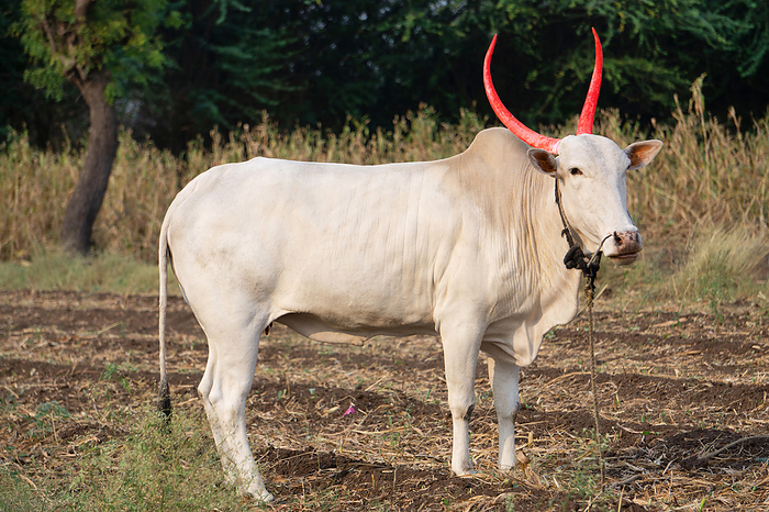Desi Indian Cow, Bos indicus,, Satara, Maharashtra, India Desi Indian Cow, Bos indicus,, Satara, Maharashtra, India, by Zoonar RealityImages