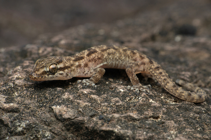 Brookes gecko, Hemidactylus brookii, Satara Maharashtra India Brookes gecko, Hemidactylus brookii, Satara Maharashtra India, by Zoonar RealityImages