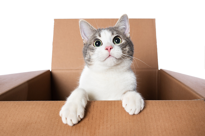 Katze sieht aus einem Karton Katze sieht aus einem Karton, by Zoonar Judith Kiener