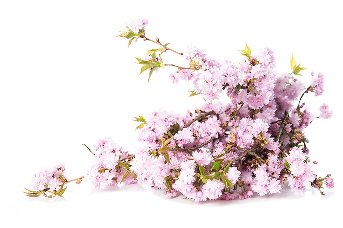 Pink cherry blossoms on white background Pink cherry blossoms on white background, by Zoonar Judith Kiener