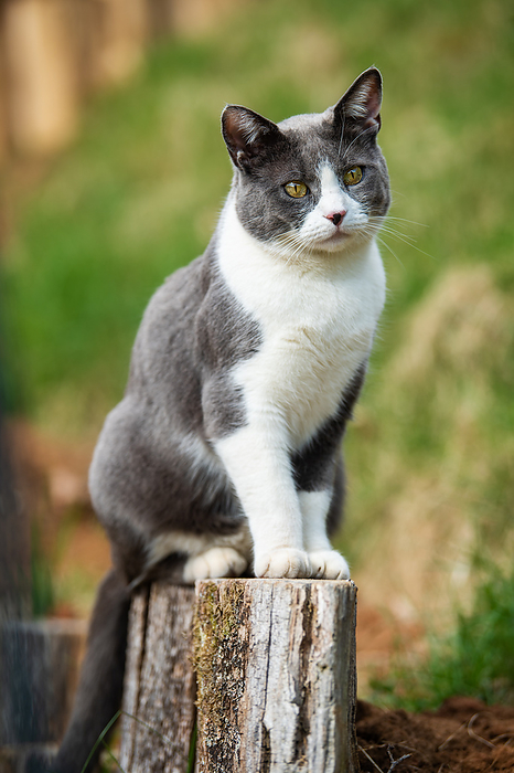 Domestic cat sitting on a fence post Domestic cat sitting on a fence post, by Zoonar Judith Kiener