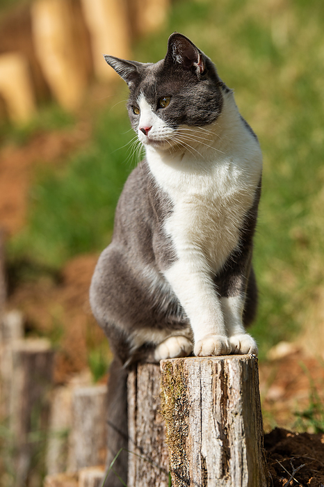 Domestic cat sitting on a fence post Domestic cat sitting on a fence post, by Zoonar Judith Kiener