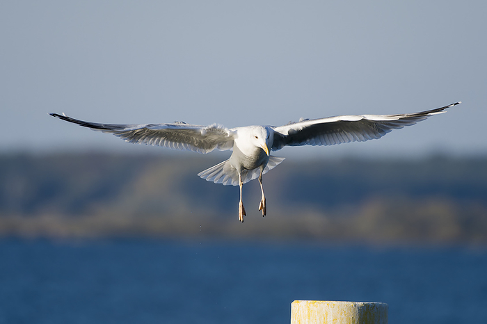 Caspian gull in flight Caspian gull in flight, by Zoonar KARIN JAEHNE
