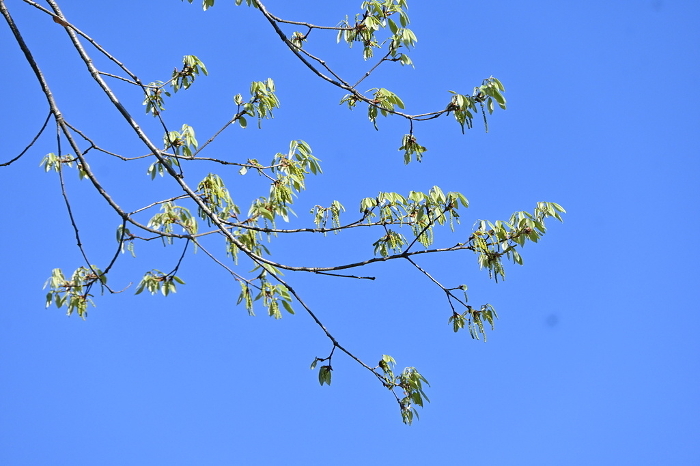 Quercus serrata shoots