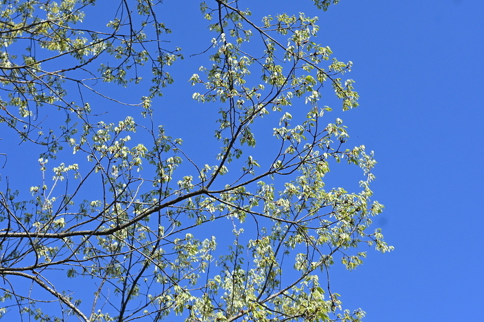 Quercus serrata shoots