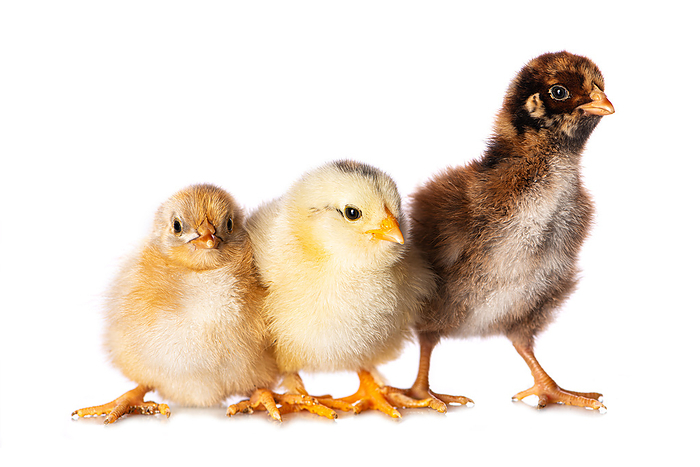 Three chicks Three chicks, by Zoonar Judith Kiener