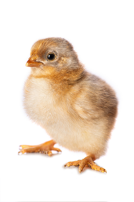 Cute chicken isolated on white background Cute chicken isolated on white background, by Zoonar Judith Kiener
