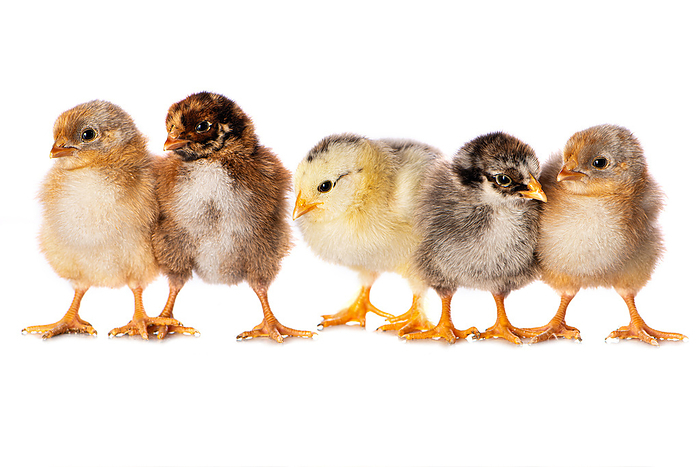 Cute chicks isolated on white background Cute chicks isolated on white background, by Zoonar Judith Kiener