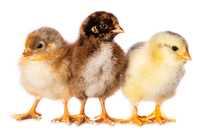 Three chicks Three chicks, by Zoonar Judith Kiener