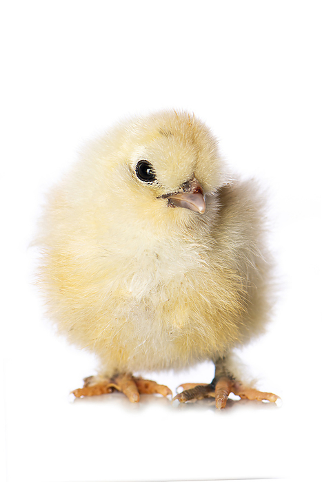 Cute chicken isolated on white background Cute chicken isolated on white background, by Zoonar Judith Kiener