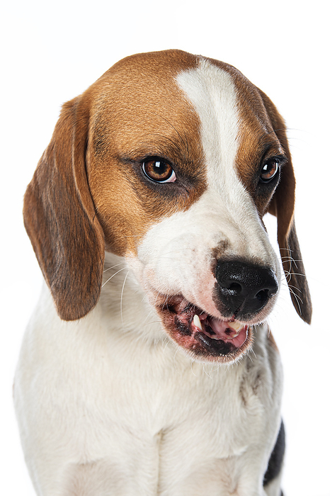 Beagle dog Beagle dog, by Zoonar Judith Kiener