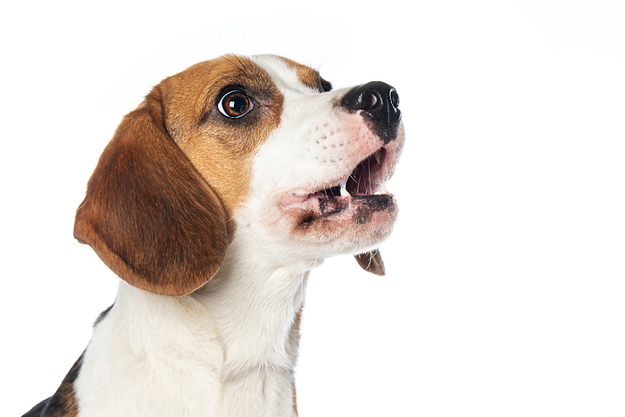 Barking beagle dog Barking beagle dog, by Zoonar Judith Kiener