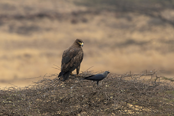 Steppe Eagle, Aquila nipalensis, Mayureshwar Wildlife Sanctuary, Pune, Maharashtra, India Steppe Eagle, Aquila nipalensis, Mayureshwar Wildlife Sanctuary, Pune, Maharashtra, India, by Zoonar RealityImages