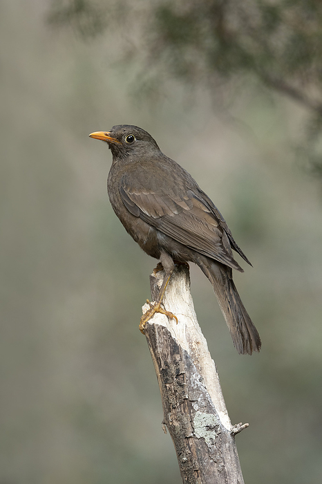 Grey winged black bird, female, Turdus boulboul Sattal, Uttarakhand, India Grey winged black bird, female, Turdus boulboul Sattal, Uttarakhand, India, by Zoonar RealityImages