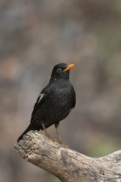Grey winged black bird, male, Turdus boulboul Sattal, Uttarakhand, India Grey winged black bird, male, Turdus boulboul Sattal, Uttarakhand, India, by Zoonar RealityImages